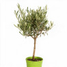 Olivier d’Europe - Olea europaea Mini tige 55cm Pot 2L