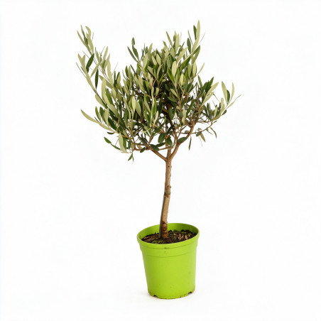 Olivier d’Europe - Olea europaea Mini tige 55cm Pot 2L