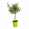 Olivier d’Europe - Olea europaea Mini tige 55cm Pot 2L