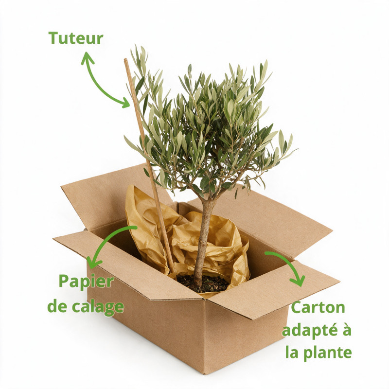 Olivier d’Europe - Olea europaea Mini tige 55cm Pot 2L