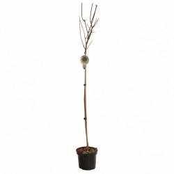 Érable plane Crimson Sentry - Acer platanoides Crimson Sentry Demi-tige 150cm Pot 7,5L