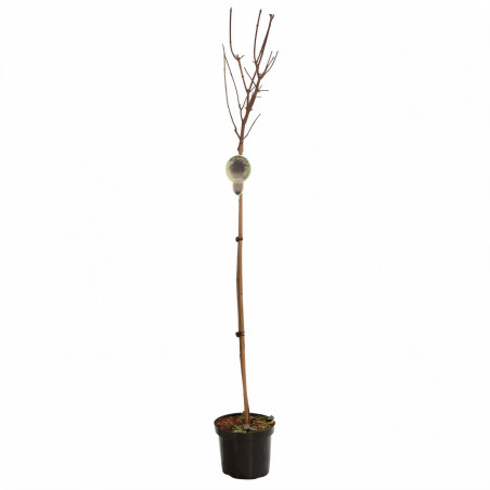 Érable plane Crimson Sentry - Acer platanoides Crimson Sentry Demi-tige 150cm Pot 7,5L