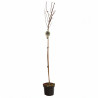 Érable plane Crimson Sentry - Acer platanoides Crimson Sentry Demi-tige 150cm Pot 7,5L