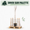 Érable plane Crimson Sentry - Acer platanoides Crimson Sentry Demi-tige 150cm Pot 7,5L