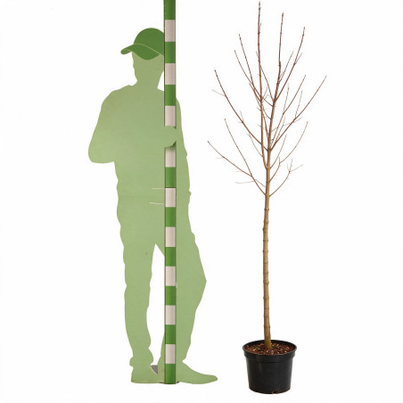 Érable plane Crimson Sentry - Acer platanoides Crimson Sentry Demi-tige 150cm Pot 7,5L