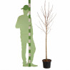 Érable plane Crimson Sentry - Acer platanoides Crimson Sentry Demi-tige 150cm Pot 7,5L