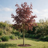 Érable plane Crimson Sentry - Acer platanoides Crimson Sentry Demi-tige 150cm Pot 7,5L