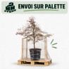 Érable du Japon Garnet - Acer palmatum Garnet 100/125cm Pot 55L