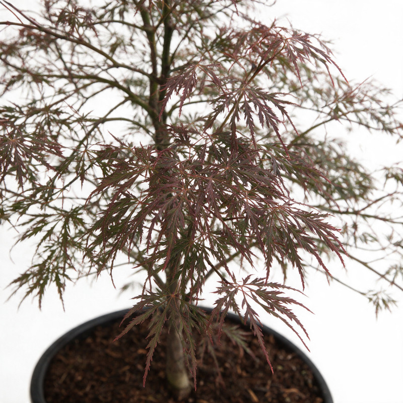 Érable du Japon Garnet - Acer palmatum Garnet 100/125cm Pot 55L