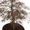 Érable du Japon Garnet - Acer palmatum Garnet 100/125cm Pot 55L