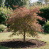 Érable du Japon Garnet - Acer palmatum Garnet 100/125cm Pot 55L