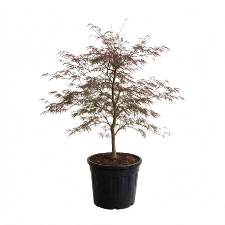 Érable du Japon Garnet - Acer palmatum Garnet 100/125cm Pot 55L