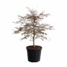 Érable du Japon Garnet - Acer palmatum Garnet 100/125cm Pot 55L
