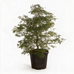 Érable du Japon Dissectum - Acer palmatum Dissectum 100/125cm Pot 55L