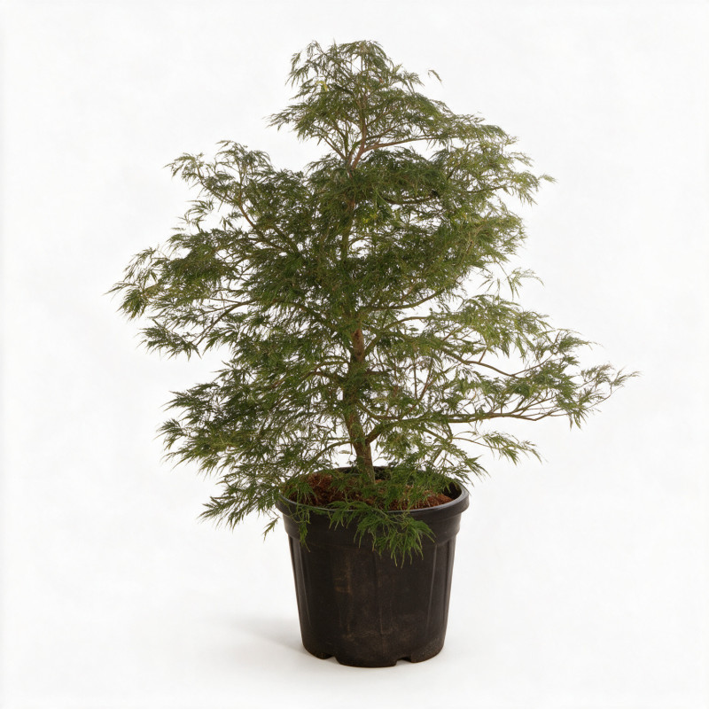 Érable du Japon Dissectum - Acer palmatum Dissectum 100/125cm Pot 55L