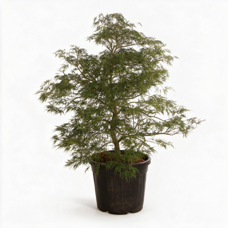 Érable du Japon Dissectum - Acer palmatum Dissectum 100/125cm Pot 55L
