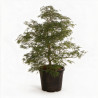 Érable du Japon Dissectum - Acer palmatum Dissectum 100/125cm Pot 55L