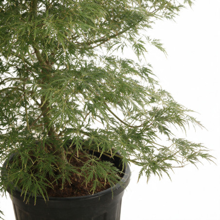 Érable du Japon Dissectum - Acer palmatum Dissectum 100/125cm Pot 55L