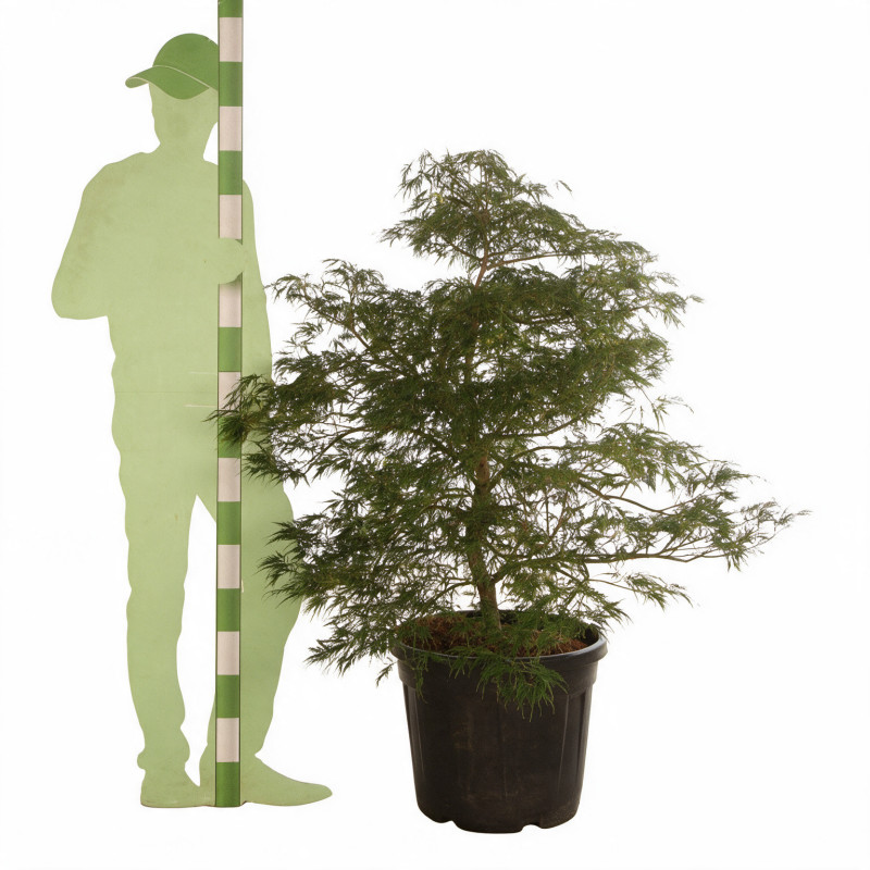 Érable du Japon Dissectum - Acer palmatum Dissectum 100/125cm Pot 55L