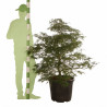 Érable du Japon Dissectum - Acer palmatum Dissectum 100/125cm Pot 55L