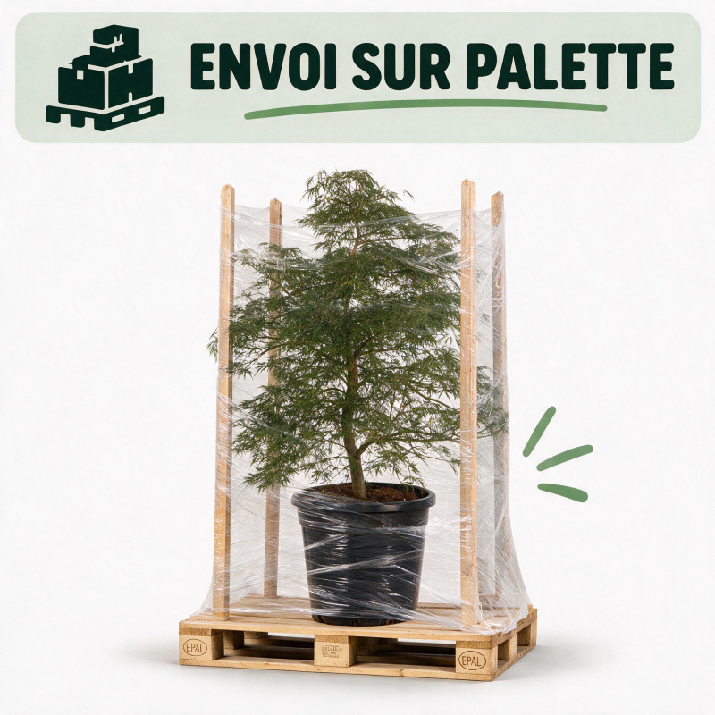 Érable du Japon Dissectum - Acer palmatum Dissectum 100/125cm Pot 55L
