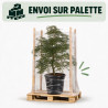 Érable du Japon Dissectum - Acer palmatum Dissectum 100/125cm Pot 55L