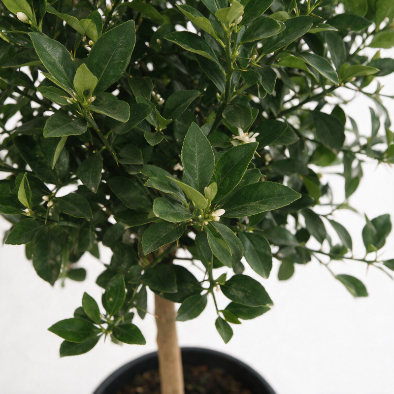 Limequat - Citrus xfloridana Limequat Tige 180cm Pot 25L
