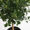 Limequat - Citrus xfloridana Limequat Tige 180cm Pot 25L