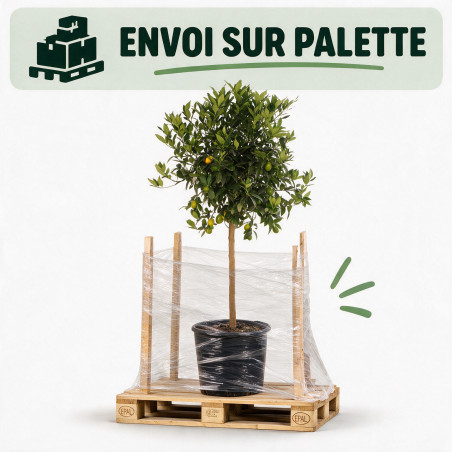 Limequat - Citrus xfloridana Limequat Tige 180cm Pot 25L