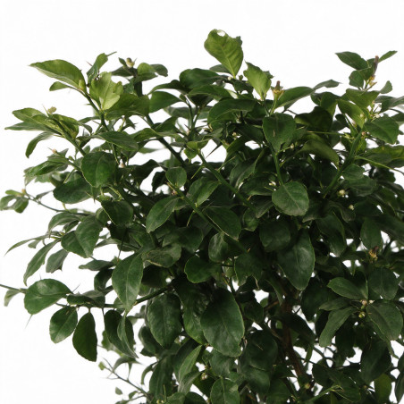 Calamondin Limon Rouge - Citrus mitis Limon Rouge Tige 180cm Pot 25L