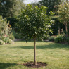 Calamondin Limon Rouge - Citrus mitis Limon Rouge Tige 180cm Pot 25L