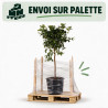 Calamondin Limon Rouge - Citrus mitis Limon Rouge Tige 180cm Pot 25L