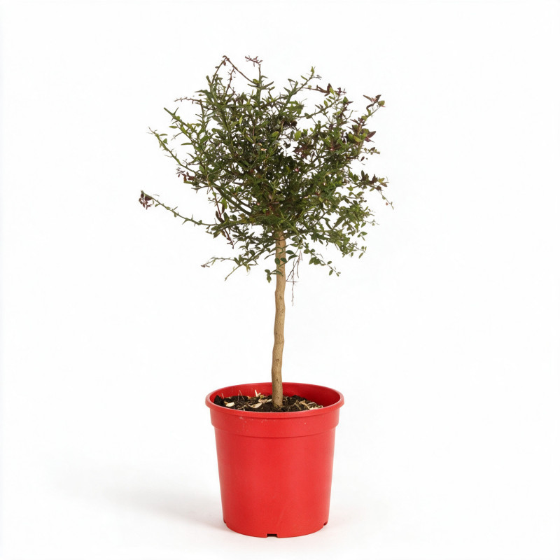 Citron caviar Lime Caviar - Microcitrus australasica Lime Caviar Mini tige 85cm Pot 5L