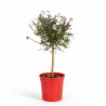 Citron caviar Lime Caviar - Microcitrus australasica Lime Caviar Mini tige 85cm Pot 5L