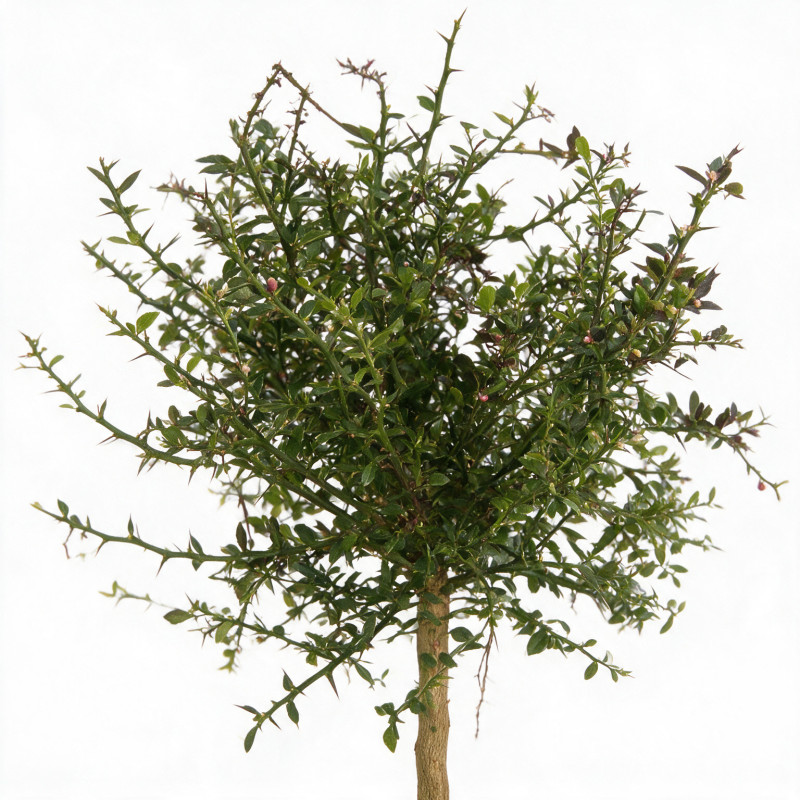 Citron caviar Lime Caviar - Microcitrus australasica Lime Caviar Mini tige 85cm Pot 5L