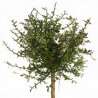 Citron caviar Lime Caviar - Microcitrus australasica Lime Caviar Mini tige 85cm Pot 5L