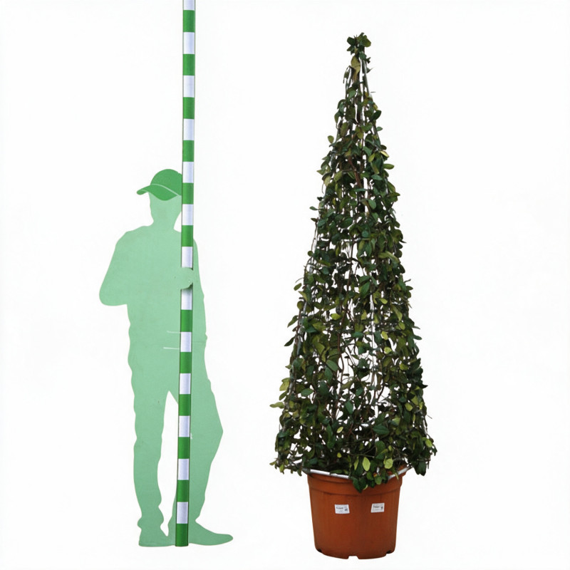 Jasmin étoilé - Trachelospermum jasminoides Pyramide 200/220cm Pot 55L
