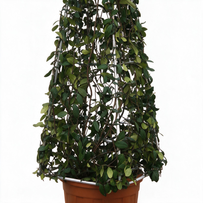 Jasmin étoilé - Trachelospermum jasminoides Pyramide 200/220cm Pot 55L