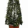 Jasmin étoilé - Trachelospermum jasminoides Pyramide 200/220cm Pot 55L
