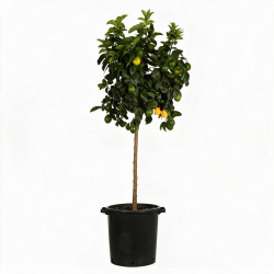 Citronnier - Citrus citron Tige 150/175cm Pot 25L