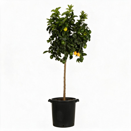 Citronnier - Citrus citron Tige 150/175cm Pot 25L