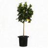 Citronnier - Citrus citron Tige 150/175cm Pot 25L