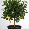 Citronnier - Citrus citron Tige 150/175cm Pot 25L