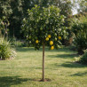Citronnier - Citrus citron Tige 150/175cm Pot 25L