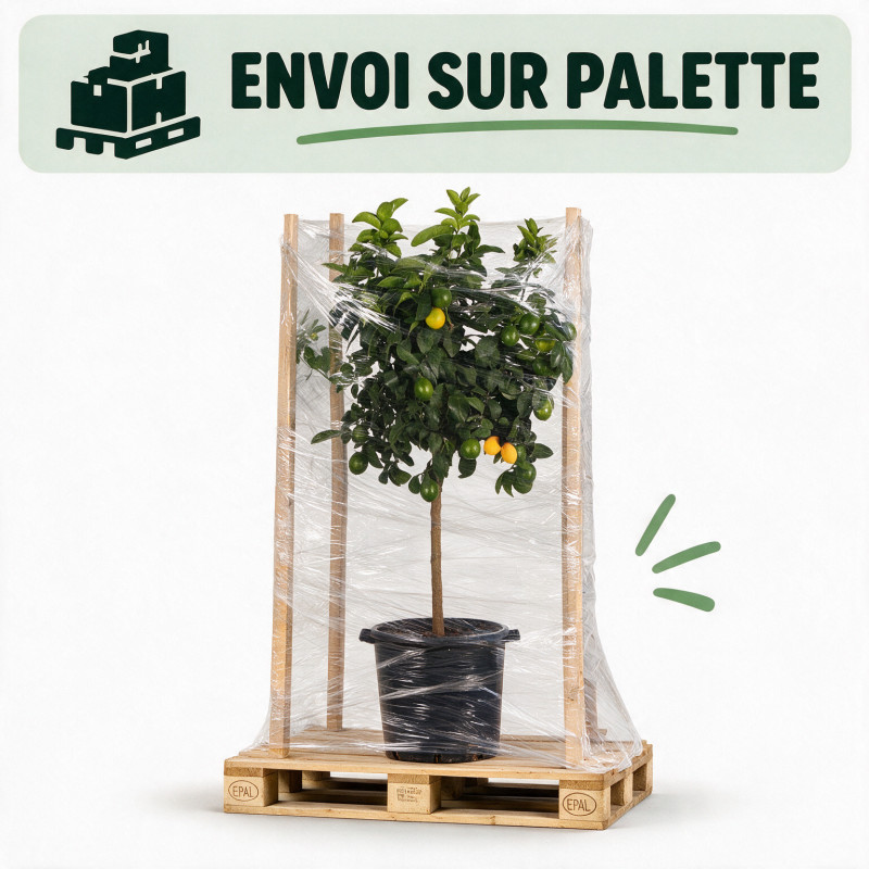 Citronnier - Citrus citron Tige 150/175cm Pot 25L