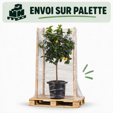 Citronnier - Citrus citron Tige 150/175cm Pot 25L
