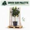 Citronnier - Citrus citron Tige 150/175cm Pot 25L