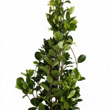 Jasmin étoilé - Trachelospermum jasminoides 200/220cm Pot 9L