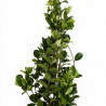 Jasmin étoilé - Trachelospermum jasminoides 200/220cm Pot 9L