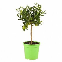 Limequat - Citrus xfloridana Limequat Mini tige 65cm Pot 5L